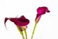 Bouquet of purple calla lily over white Royalty Free Stock Photo