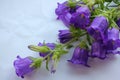Bouquet of purple Campanula champion, Canterbury Bells, or Bellflower on white background. Close-up of bell-shaped flowers.