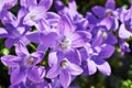 A bouquet of purple Campanula flowers