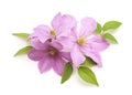 Bouquet of purple clematis Royalty Free Stock Photo