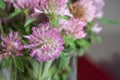 bouquet of purple Clover flower in pot Royalty Free Stock Photo