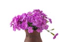 Bouquet of purple cornflowers isolated on white background Royalty Free Stock Photo