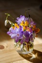 Bouquet of purple crocus in vase.