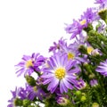 Bouquet of purple daisy, isolated on white background Royalty Free Stock Photo