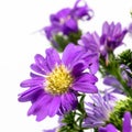 Bouquet of purple daisy, isolated on white background Royalty Free Stock Photo