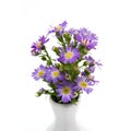 Bouquet purple daisy in vase Royalty Free Stock Photo