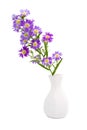 Bouquet purple daisy in vase Royalty Free Stock Photo