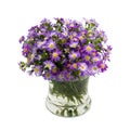 Bouquet purple daisy in vase Royalty Free Stock Photo