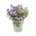 Bouquet purple daisy in vase Royalty Free Stock Photo