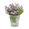 Bouquet purple daisy in vase Royalty Free Stock Photo