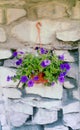 A bouquet of purple flowers in a basket hanging on a white wall Royalty Free Stock Photo