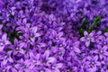 Bouquet of purple flowers bluebells in the garden, flowers close-up Royalty Free Stock Photo