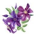 Bouquet of purple flowers on a white background. Clematis watercolor, botanical illustration Royalty Free Stock Photo