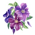 Bouquet of purple flowers on a white background. Clematis watercolor, botanical illustration Royalty Free Stock Photo