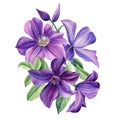 Bouquet of purple flowers on a white background. Clematis watercolor, botanical illustration Royalty Free Stock Photo