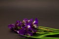 Bouquet of purple iris flowers on a dark background
