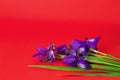 Bouquet of purple iris flowers on a red background