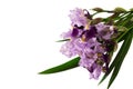 Bouquet of purple irises isolated on white background Royalty Free Stock Photo