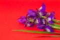 Bouquet of purple irises on a red background Royalty Free Stock Photo