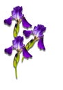 Bouquet of purple irises on a white background Royalty Free Stock Photo
