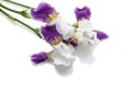Bouquet of purple irises on a white background. Isolated object Royalty Free Stock Photo