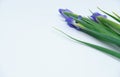 bouquet of purple irises on a white background Royalty Free Stock Photo