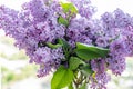 Bouquet of purple lilac in glass vase on background of the blurry view from the window in a sunny spring day. Royalty Free Stock Photo