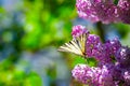 Bouquet of purple lilac magic swallowtail butterflyeen.