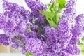 Bouquet Of Purple Lilacs