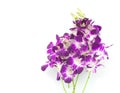 Bouquet of purple orchids isolated on white background Royalty Free Stock Photo