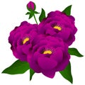 Bouquet purple peonies.