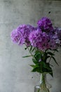 Bouquet of purple phloxes in glass vase against gray background Royalty Free Stock Photo