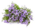 Bouquet of purple phloxes Royalty Free Stock Photo