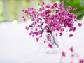 Bouquet purple-pink gypsophila flowers in glass vase Royalty Free Stock Photo