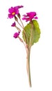 Bouquet of purple primroses isolated on white background