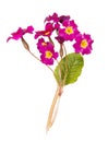 Bouquet of purple primroses isolated on white background