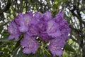 , A bouquet of Purple Rhododendrons