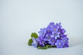 A bouquet of purple snowdrops hepatics on a white background. Royalty Free Stock Photo