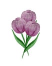 Bouquet of purple tulip flowers isolated on white background, watercolor floral design for mothers day or easter celebration, spri Royalty Free Stock Photo