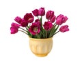 Bouquet of purple tulips on white Royalty Free Stock Photo