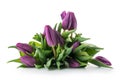 Bouquet of purple tulips isolated on white Royalty Free Stock Photo