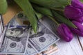 Bouquet of purple tulips and USA currency $100, money - a gift for the holiday, concept Royalty Free Stock Photo