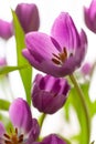 Bouquet of purple tulips on white blurred background. Macro. Close-up. Vertical. Soft selective focus. For greeting card,