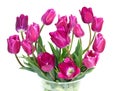 Bouquet of purple tulips on white Royalty Free Stock Photo