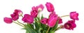 Bouquet of purple tulips on white Royalty Free Stock Photo