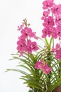 Bouquet of purple vanda orchids Royalty Free Stock Photo