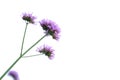 A bouquet purple verbena flower blossom on white isolated background