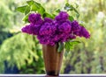 Bouquet purple Violet Lilac Flower  in a brown vase. Syringa vulgaris common lilac. Spring flowers Royalty Free Stock Photo