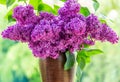 Bouquet purple Violet Lilac Flower  in a brown vase. Syringa vulgaris common lilac. Spring flowers Royalty Free Stock Photo