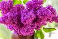 Bouquet purple Violet Lilac Flower  in a brown vase. Syringa vulgaris common lilac. Spring flowers Royalty Free Stock Photo